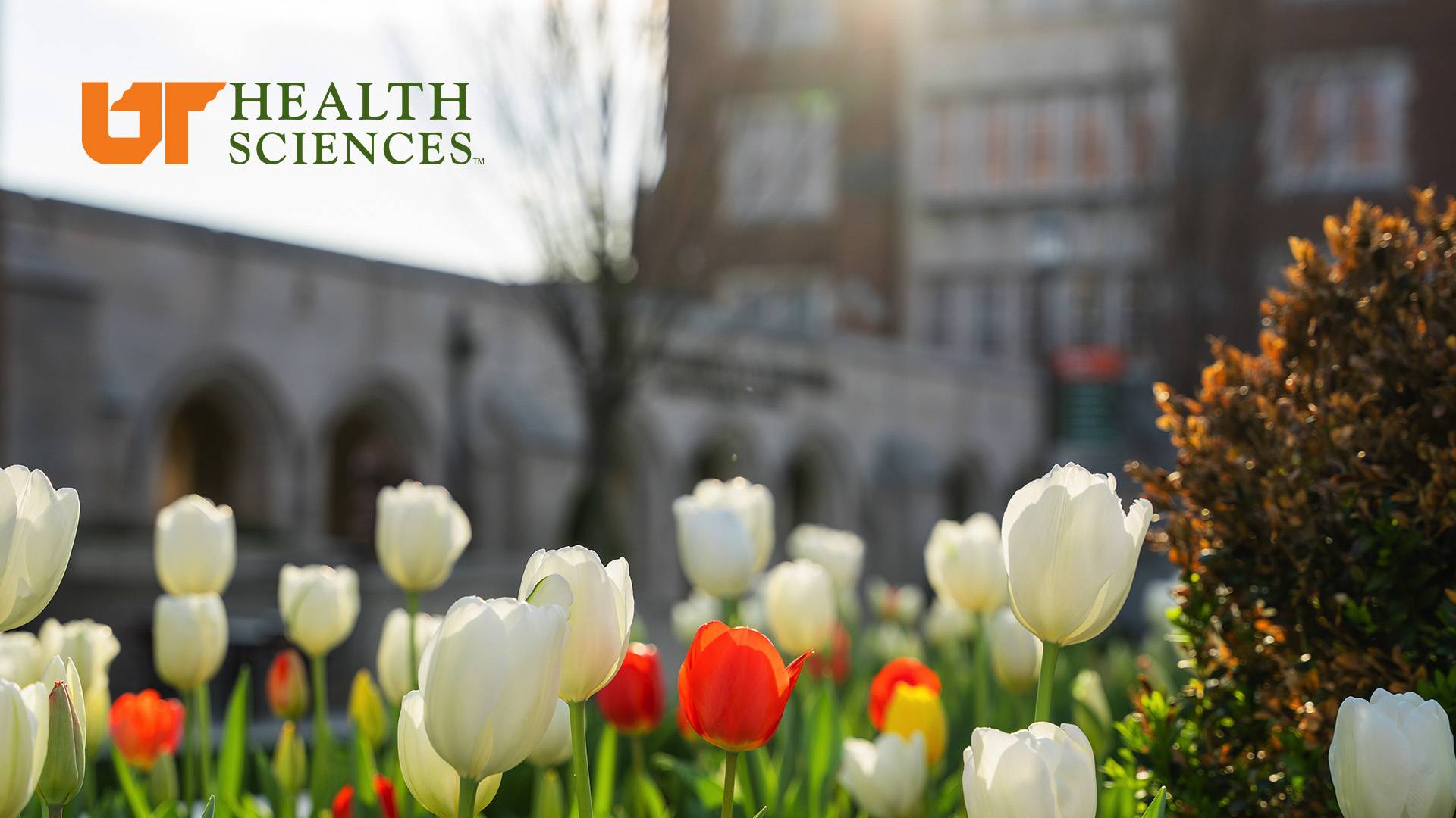 Close up of white and orange tulips in the quad on the UT Health Sciences campus with our logo.