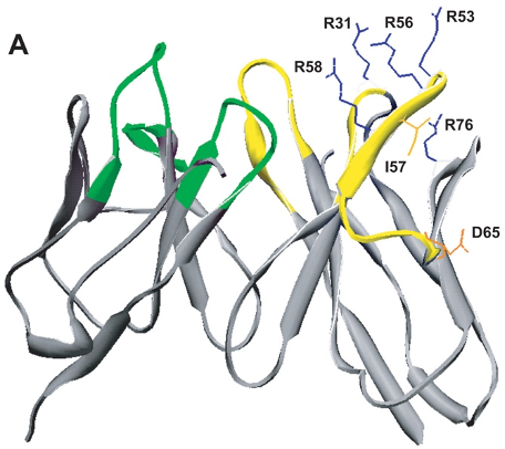 radic research image 3