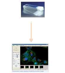 Zeiss Axiophot Photomicroscope